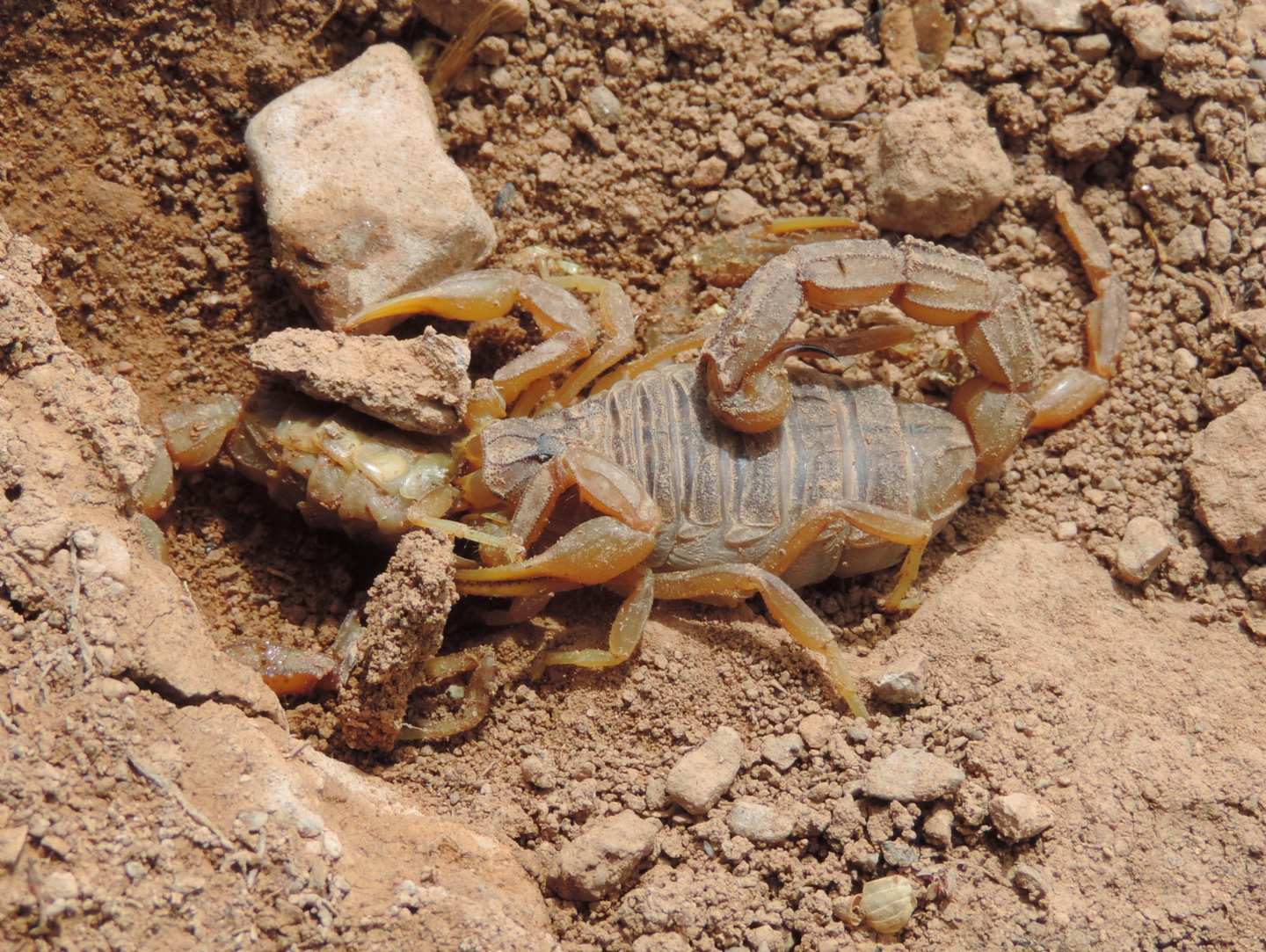 Cannibalismo fra Buthus